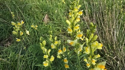 Column Natuur dichtbij door Godfried Westen: het proberen waard?