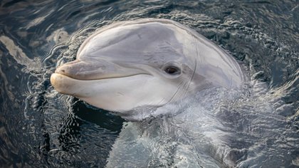 Dolfijnen blijven voorlopig in Harderwijk; Dolfinarium vraagt om onderbouwing voortplantingsstop