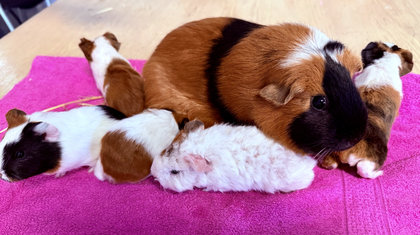 Vijfling voor cavia Lucky van de Ermelose Klinkboederij