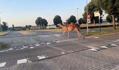 Hé kijk daar ‘ns... daar loopt een dromedaris