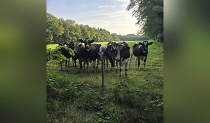 Roosendaalse lezersfoto van de week gemaakt door Marc Claassens