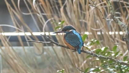 Roosendaalse lezersfoto van de week gemaakt door Jochem: ‘trots op deze prachtige ijsvogel’