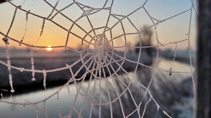 Roosendaalse lezersfoto van de week gemaakt door Francien Tax