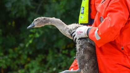 Bijzondere reddingsactie voor zwaan langs Schelde-Rijnweg