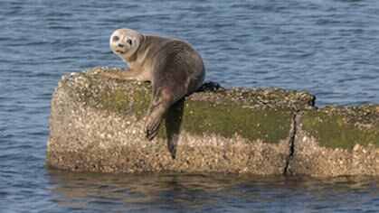 Natuur Oosterschelde onder druk, experts geven advies voor milieueffectrapport