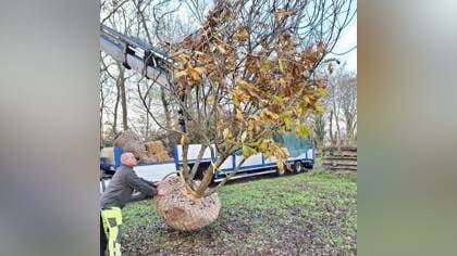 Gemeente plant extra bomen