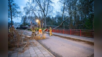 Harde wind veroorzaakt overlast: boom over weg gevallen