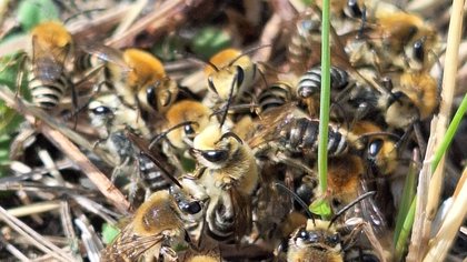 Duizenden zeldzame schorzijdebijen geteld op Tholen en Zuid-Beveland