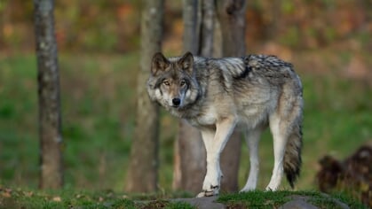 “Wolf komt naar Almere”