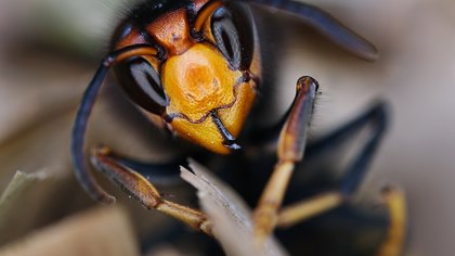 Halderbergse lezersfoto van de week: ‘Macrofoto van de geelpoothoornaar’