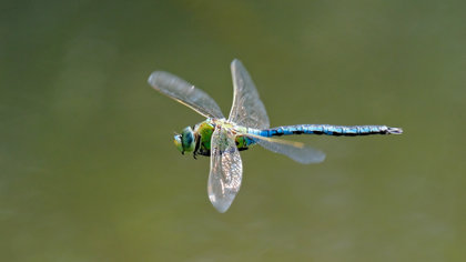 Halderbergse lezersfoto van de week: ‘Een grote keizerlibel’