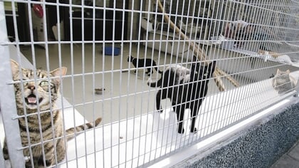 Gemeente zoekt nieuwe partij voor dierenasiel in Almere