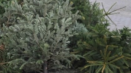 Kerstboominzameling week uitgesteld vanwege winterweer